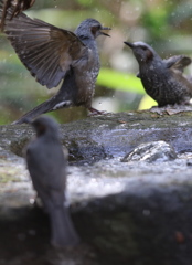 161130-38ヒヨドリの喧嘩の続き（２／２）