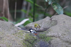 161225-2ここいいわよね・シジュウカラが入っているお風呂に飛び込もうとする