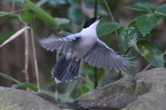 170104-6オナガ（２／２）