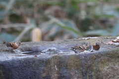 161218-10喧嘩を仕掛けたのはいいけれど（３／３）・アトリ