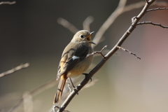 170113-9ジョウビタキ♀