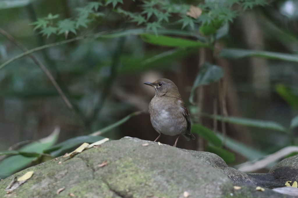 161116-10シロハラ