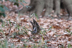 161225-8トラツグミ