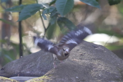 170105-8シメ♀の飛び出し（２／３）