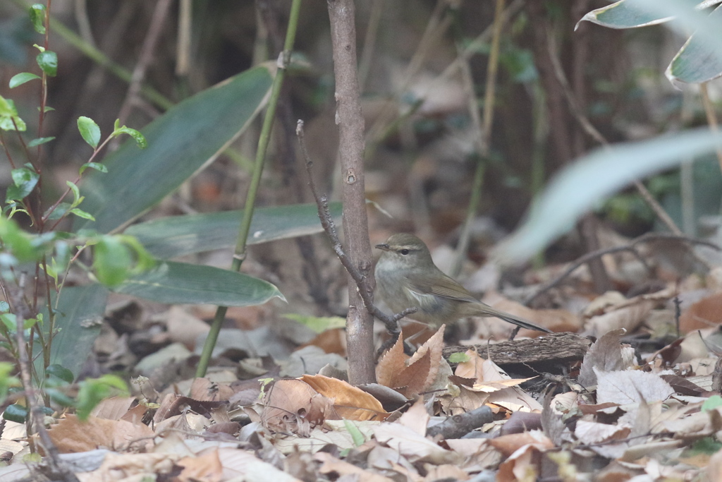 161219-19ウグイス