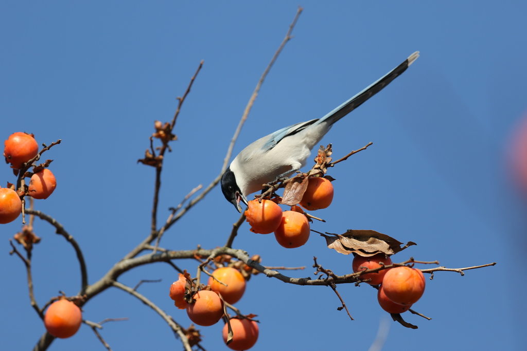 161221-5柿を食べるオナガ（１／２）
