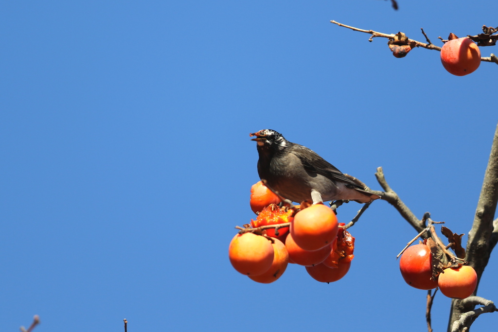 161211-15ムクドリの食事