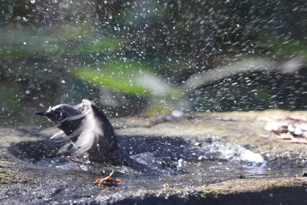 170107-19ヒヨドリの水浴び７