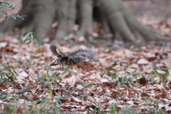 161225-9トラツグミ