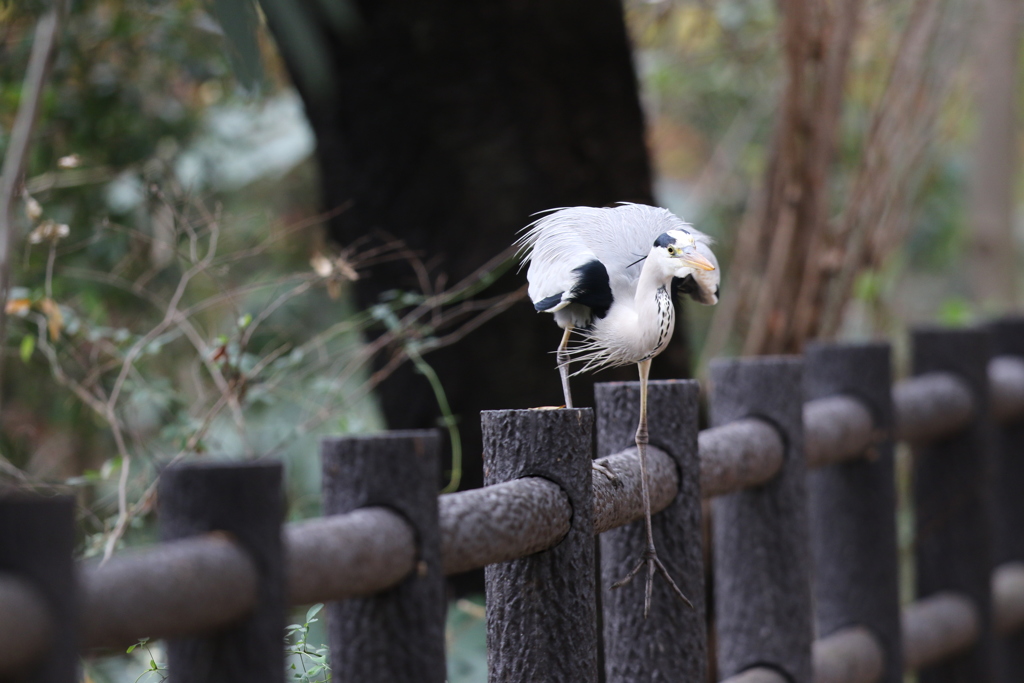 161214-2柵から降りるアオサギ（１／５）
