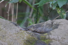 170213-2ウグイスの水浴び