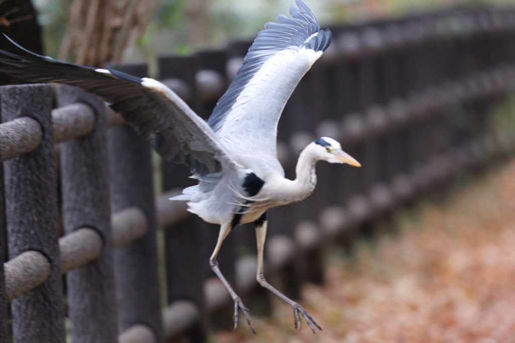 161214-5柵から降りるアオサギ（４／５）