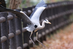 161214-5柵から降りるアオサギ（４／５）