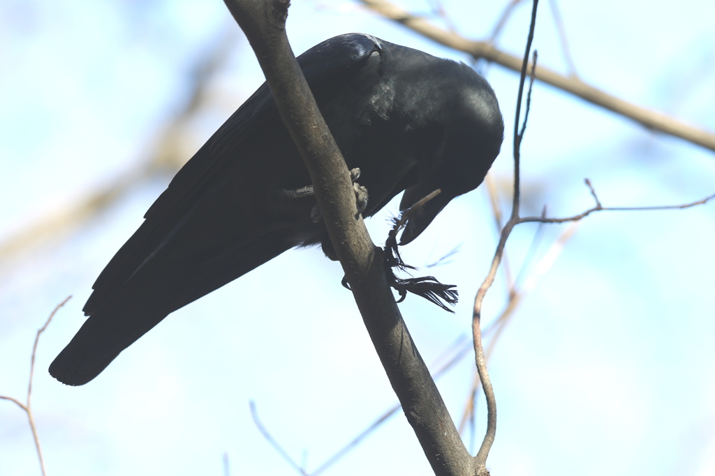 170121-6何をくわえているの？・カラス