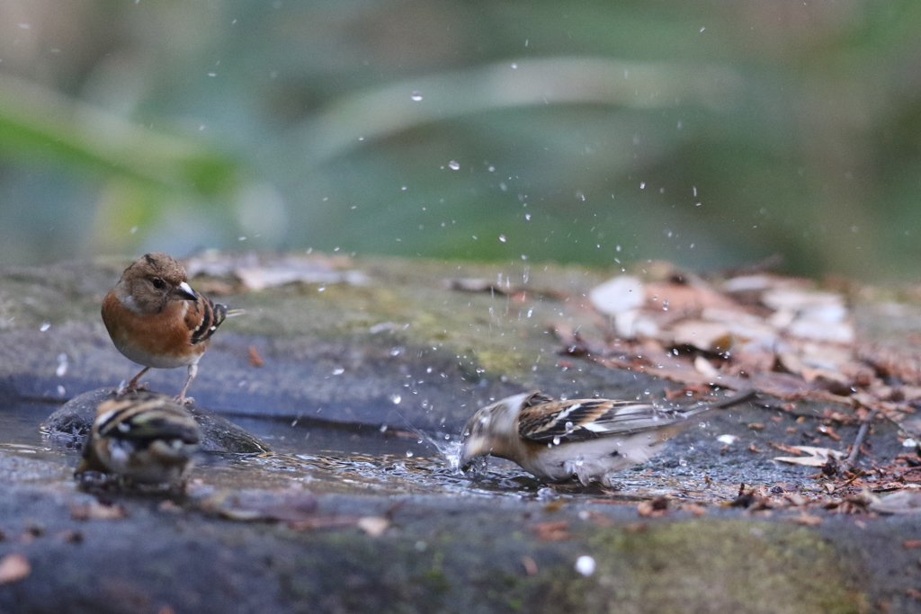 161208-5アトリの水浴び