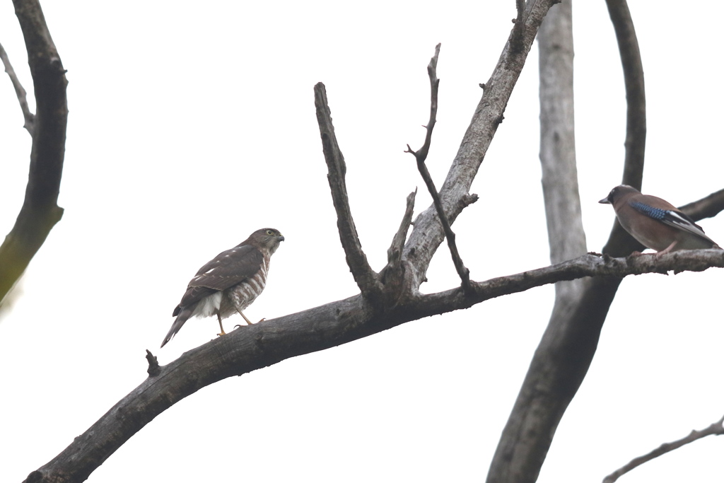 161121-3カケスもつ身に近づいていく・ツミとカケスのバトル（３／７）