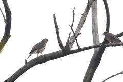 161121-3カケスもつ身に近づいていく・ツミとカケスのバトル（３／７）