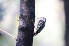 161125コゲラ