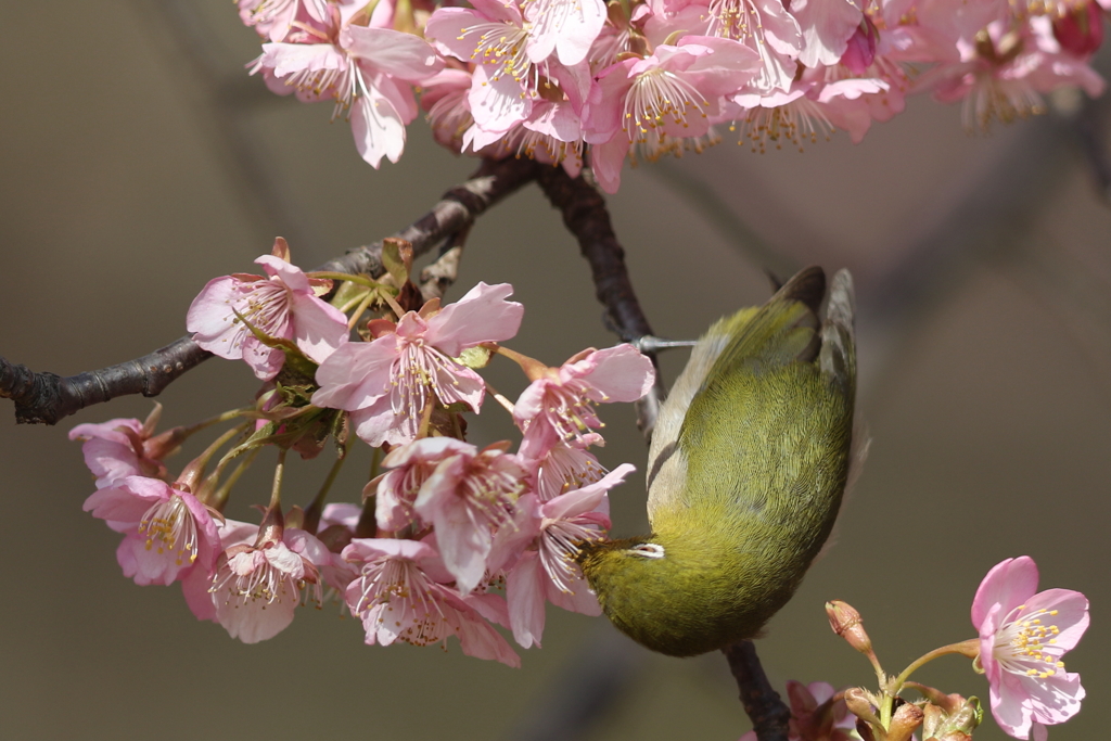 170220-10河津桜の蜜を吸うメジロ