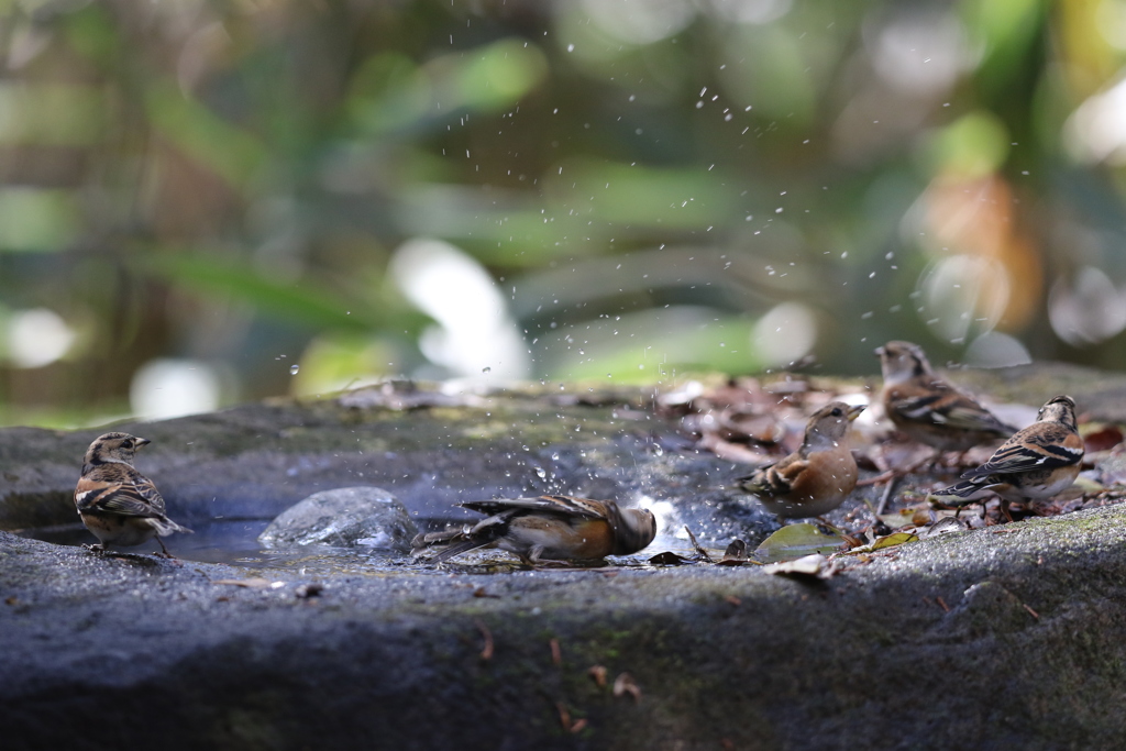 161203-29アトリの公衆浴場