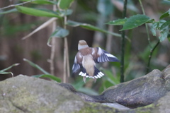 170113-6こっちに飛んでよ・シメ♀