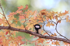 161210-3シジュウカラ