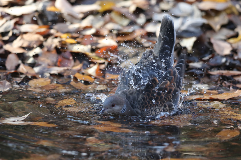 161221-13キジバトの水浴び