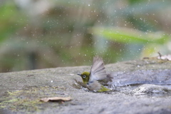 161219-3メジロの水浴び