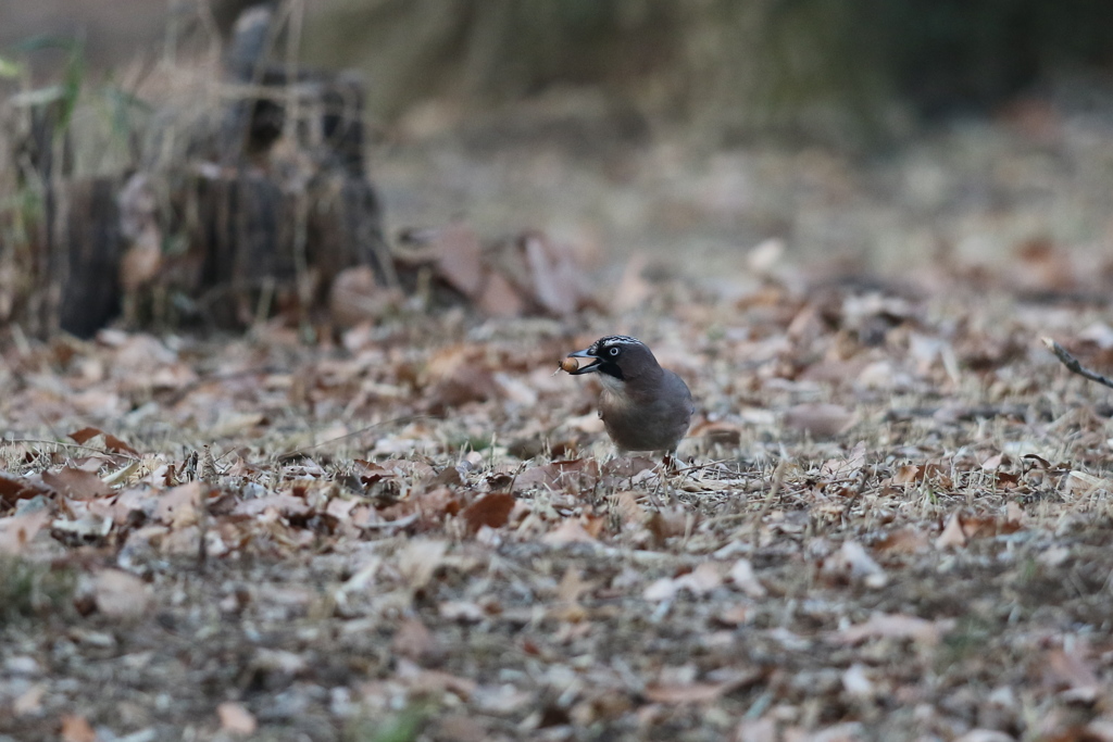 170130-5ドングリをくわえたカケス