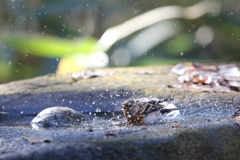 161218-22アトリの水浴び