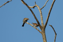 161120-5ツグミの喧嘩（４／４）