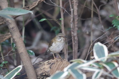 161221-2シロハラ♀