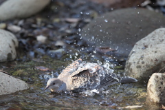 170117-2キジバトの水浴び