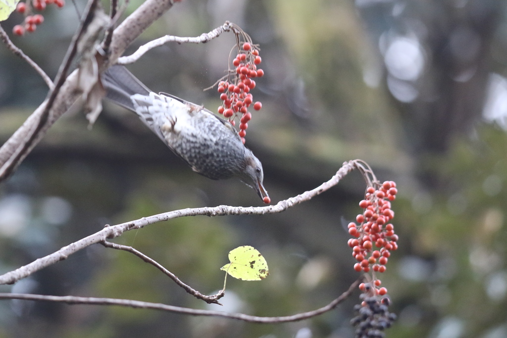 161204-10イイギリの実を食べるヒヨドリ（３／４）