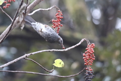 161204-10イイギリの実を食べるヒヨドリ（３／４）