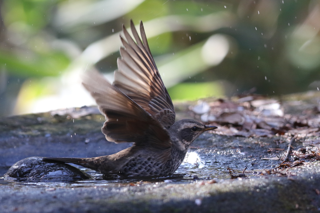 161209-10ツグミの水浴び