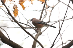 161207-4何かを捕まえたカケス