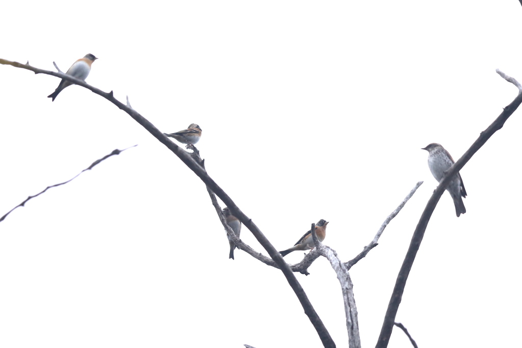 161127-3ツグミ(一番右)とアトリ