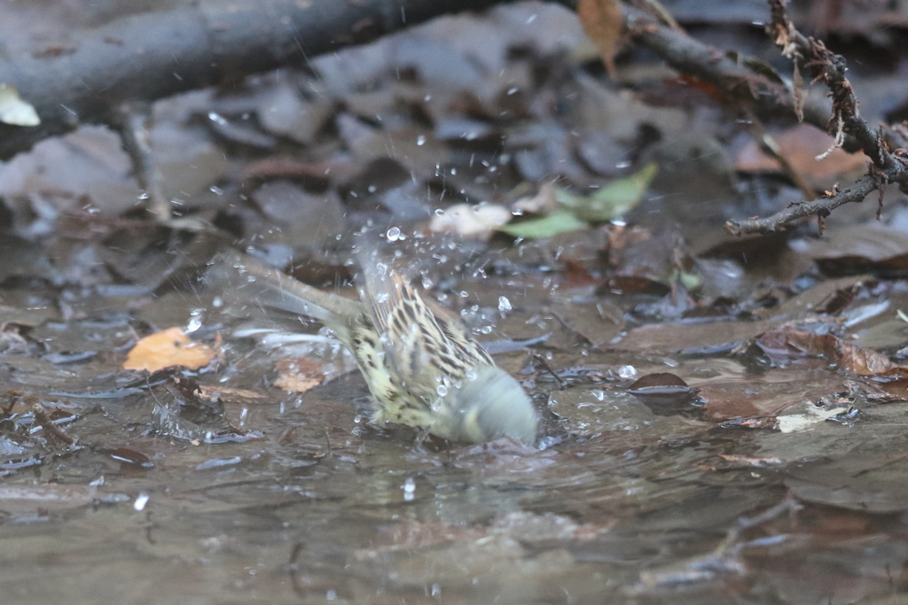170208-3アオジ♂の水浴び