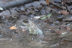 170208-3アオジ♂の水浴び
