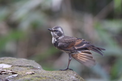 161219-15水浴び後のツグミの羽繕い