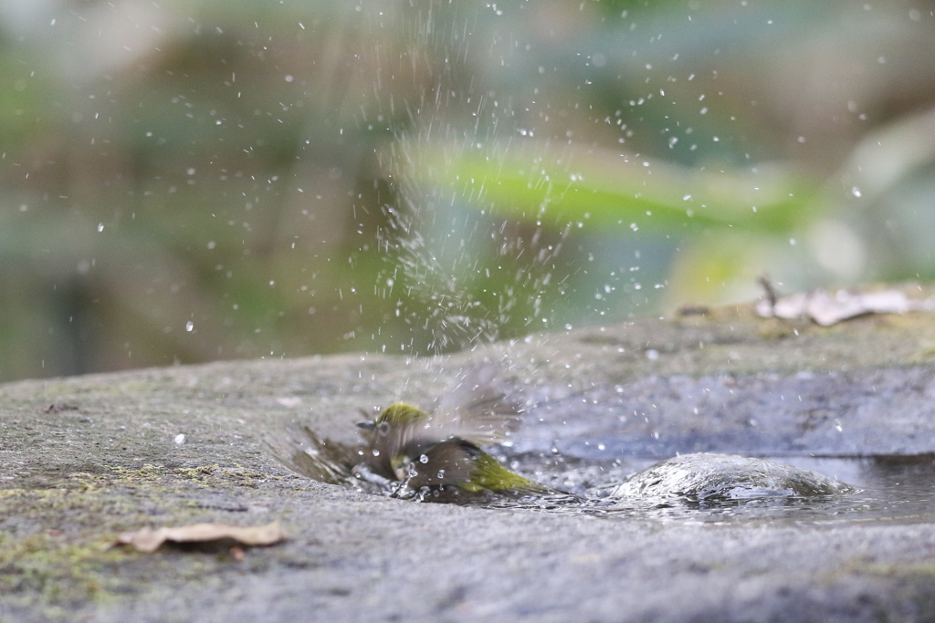 161219-2メジロの水浴び