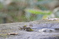161219-2メジロの水浴び
