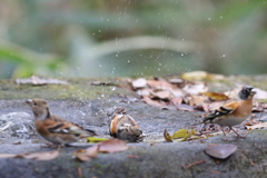161204-13水浴びをするアトリ