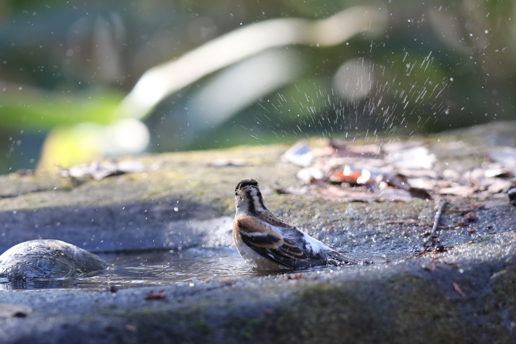 161218-21アトリの水浴び