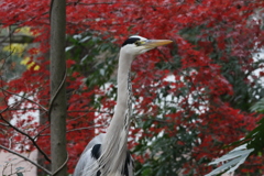 161214-7アオサギ