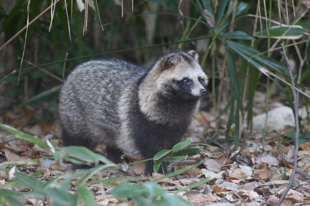 161224-8タヌキＡ