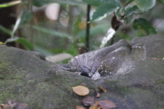 161120-6シジュウカラの水浴び