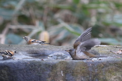 161218-3シロハラとアトリ
