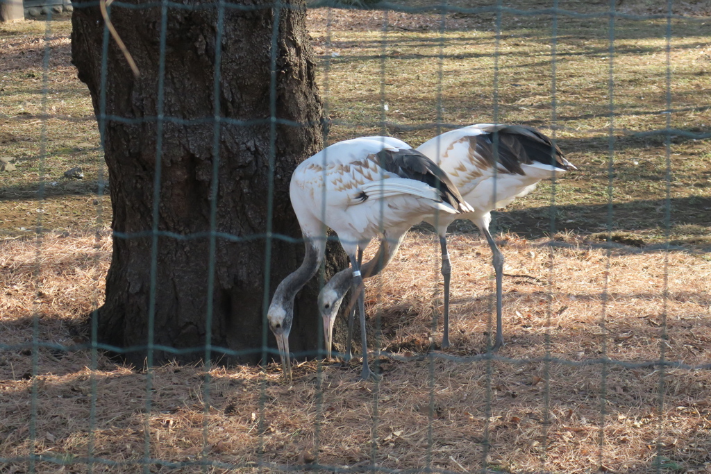 170122-3タンチョウの幼鳥
